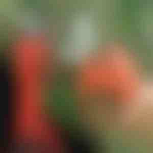 Nożyce elektryczne | WHIZZPRUNER