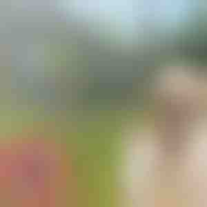 Obroża przeciw kleszczom i pchłom dla zwierząt PETPROTECT